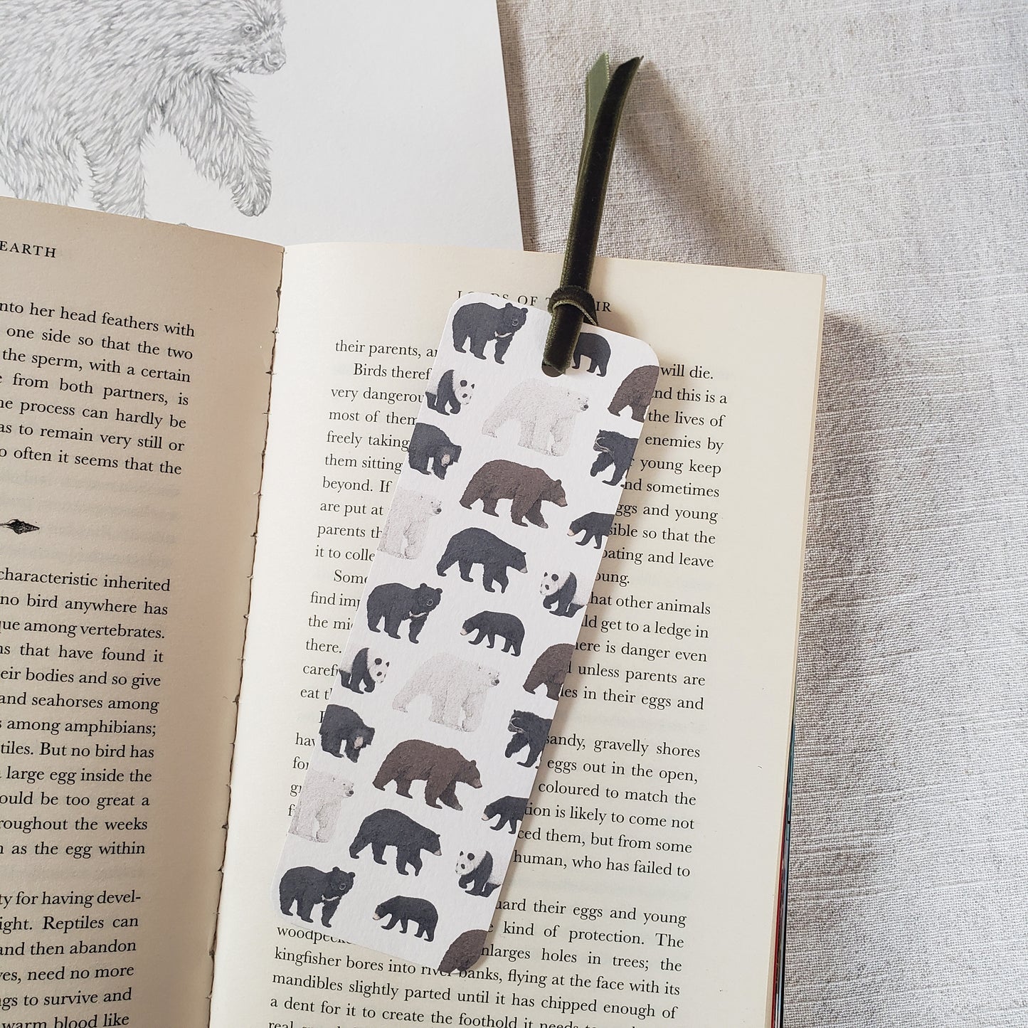 Bear Species Bookmark