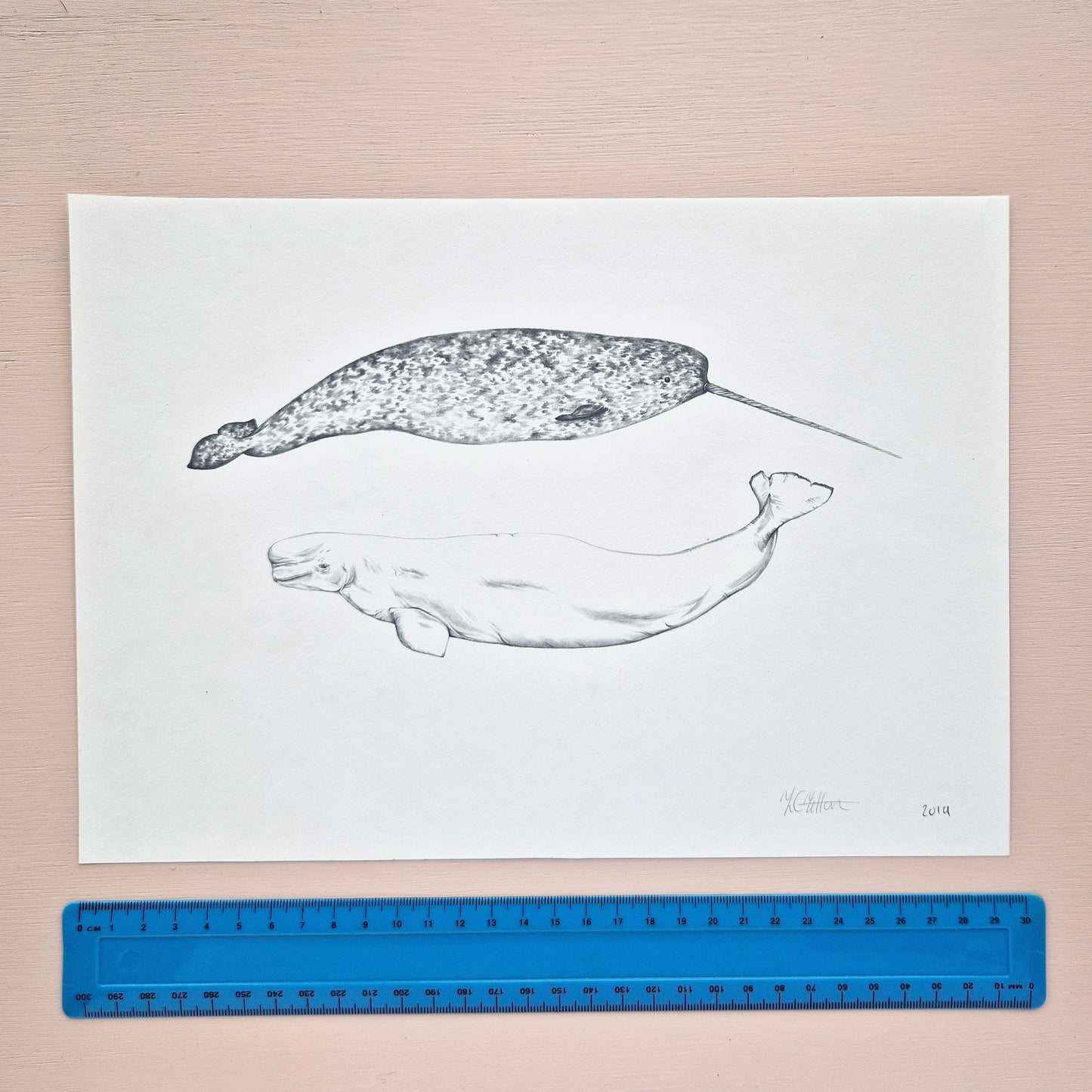 Narwhal and Beluga Whale Original Drawing