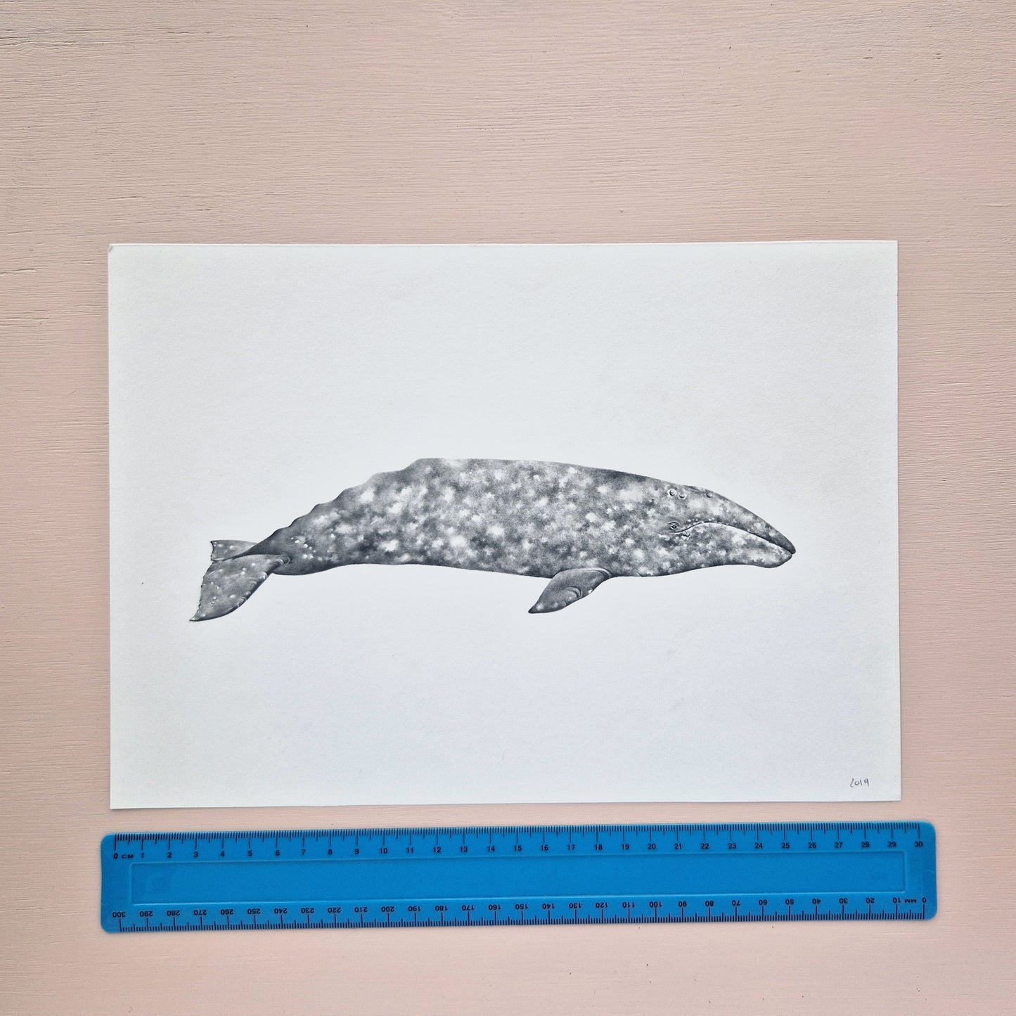 Grey Whale Original Drawing