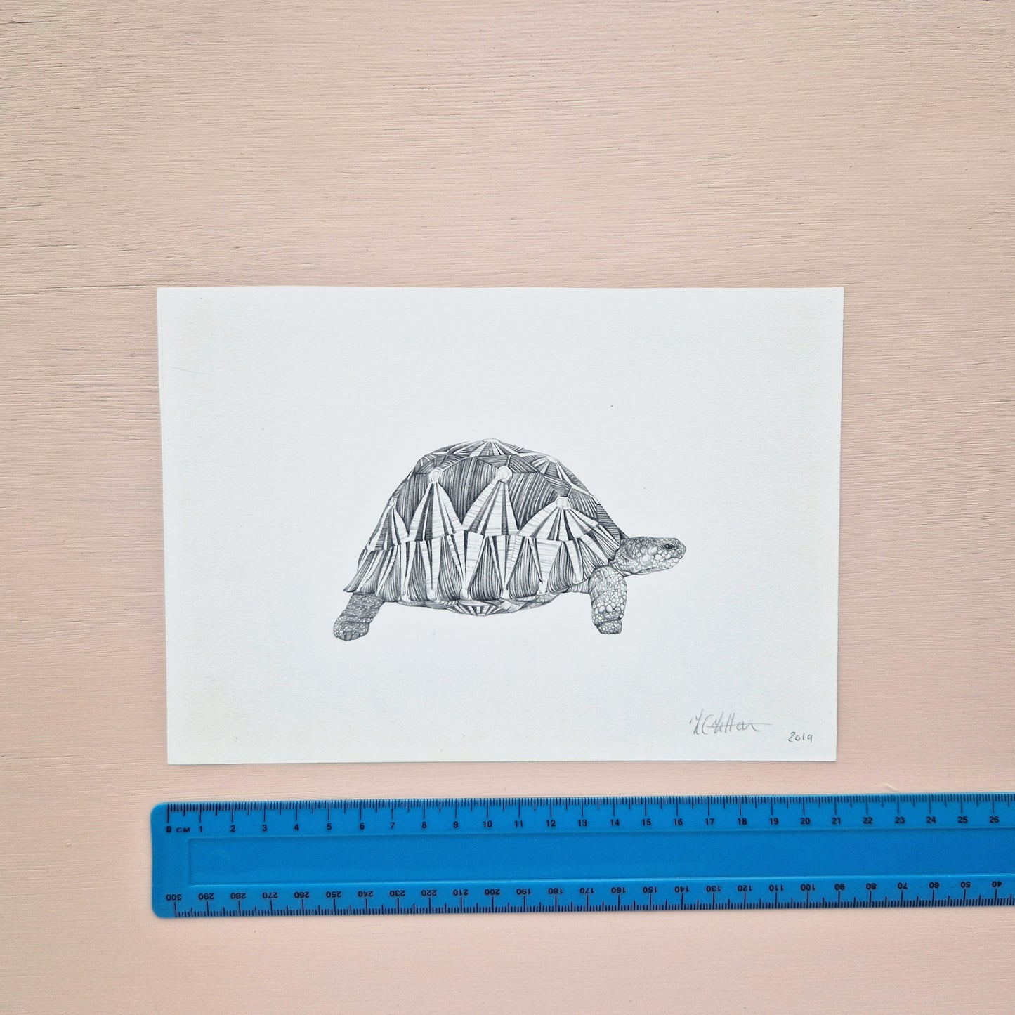 Radiated Tortoise Original Drawing