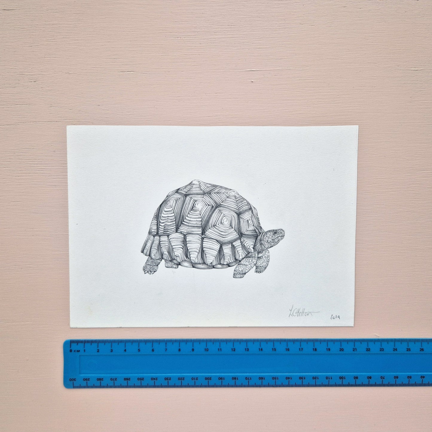 Ploughshare Tortoise Original Drawing