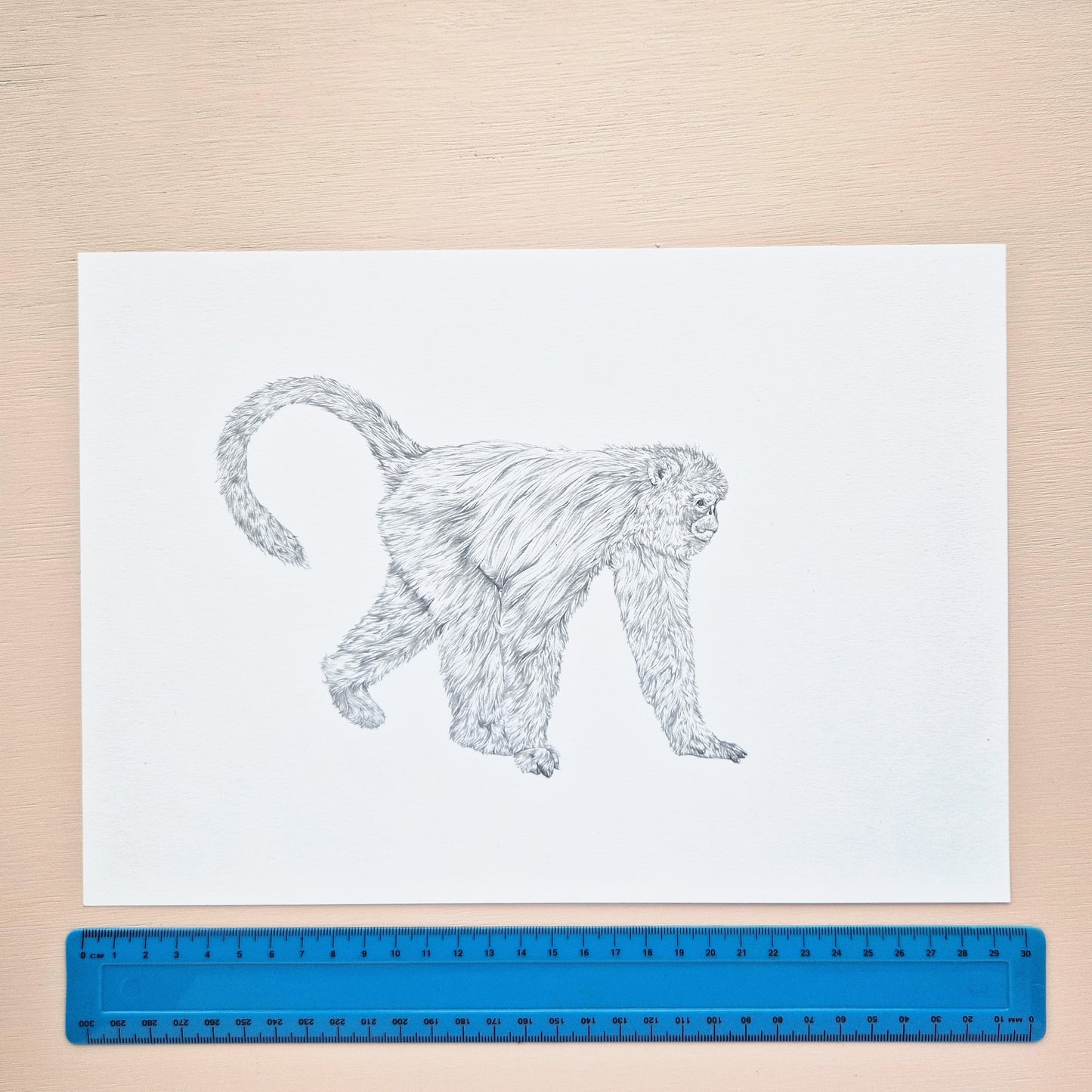 Snub-nosed Monkey Original Drawing