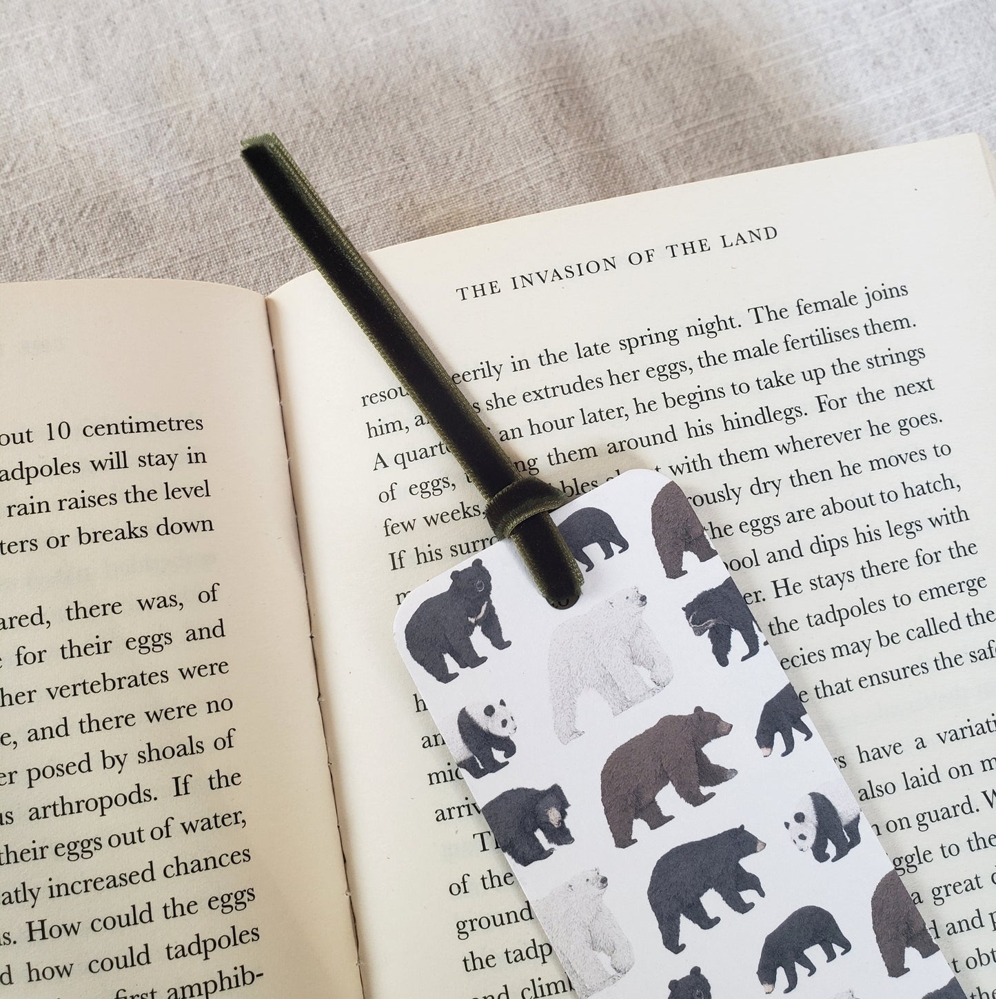 Bear Species Bookmark