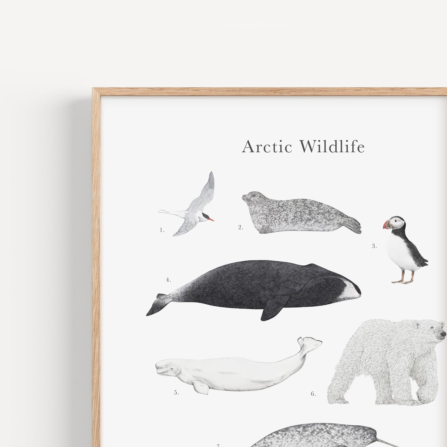 Arctic Wildlife Species Educational Print