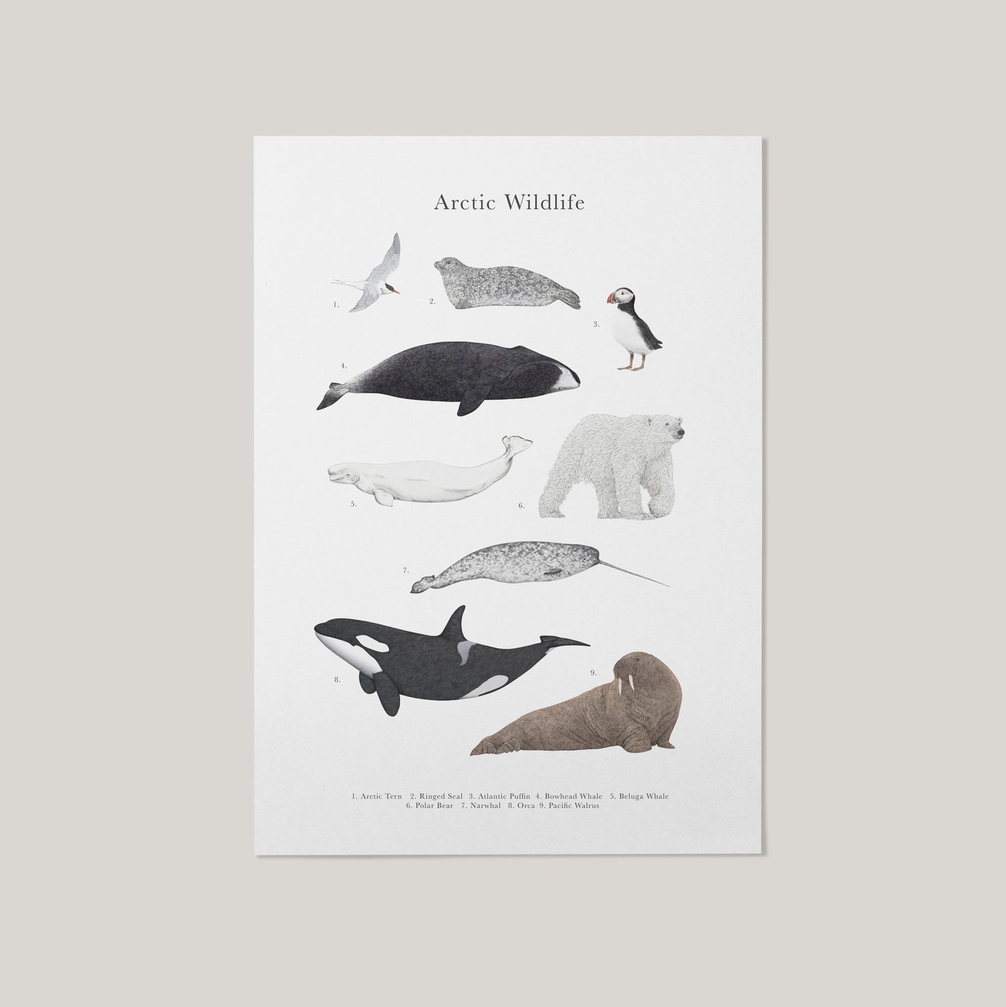 Arctic Wildlife Species Educational Print