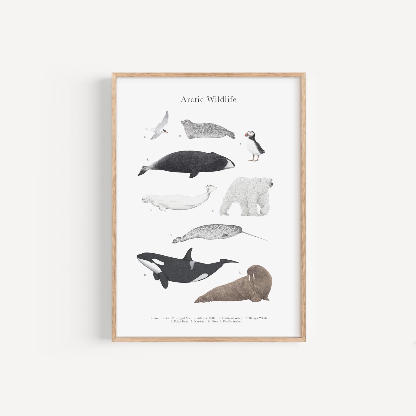 Arctic Wildlife Species Educational Print