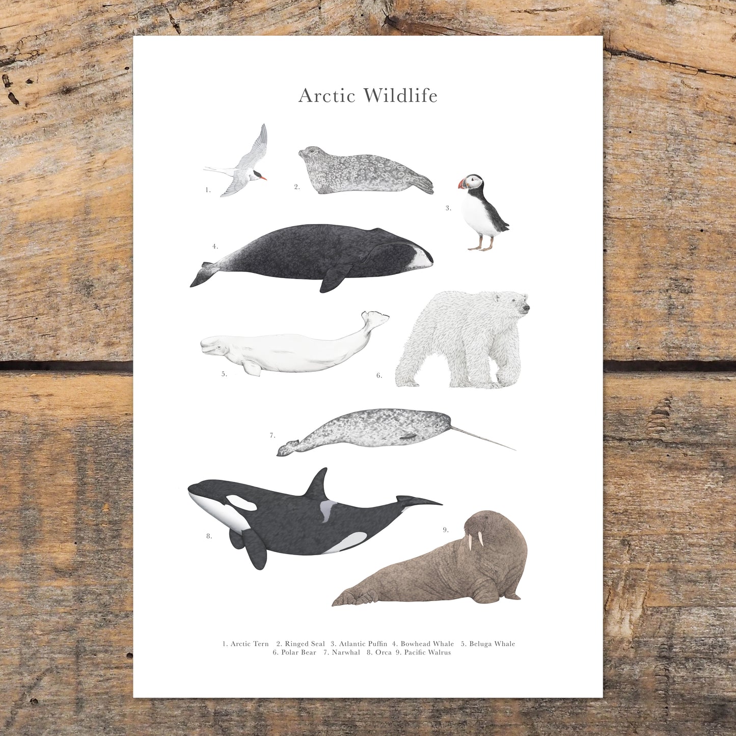 Arctic Wildlife Species Educational Print