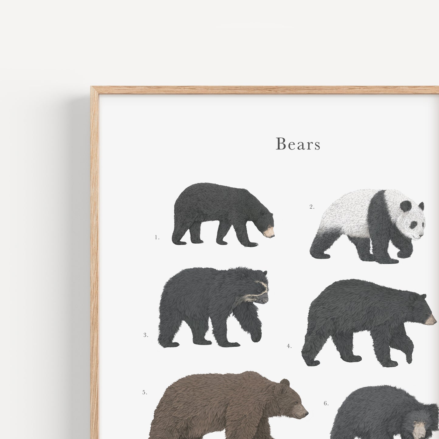 Bear Species Educational Print