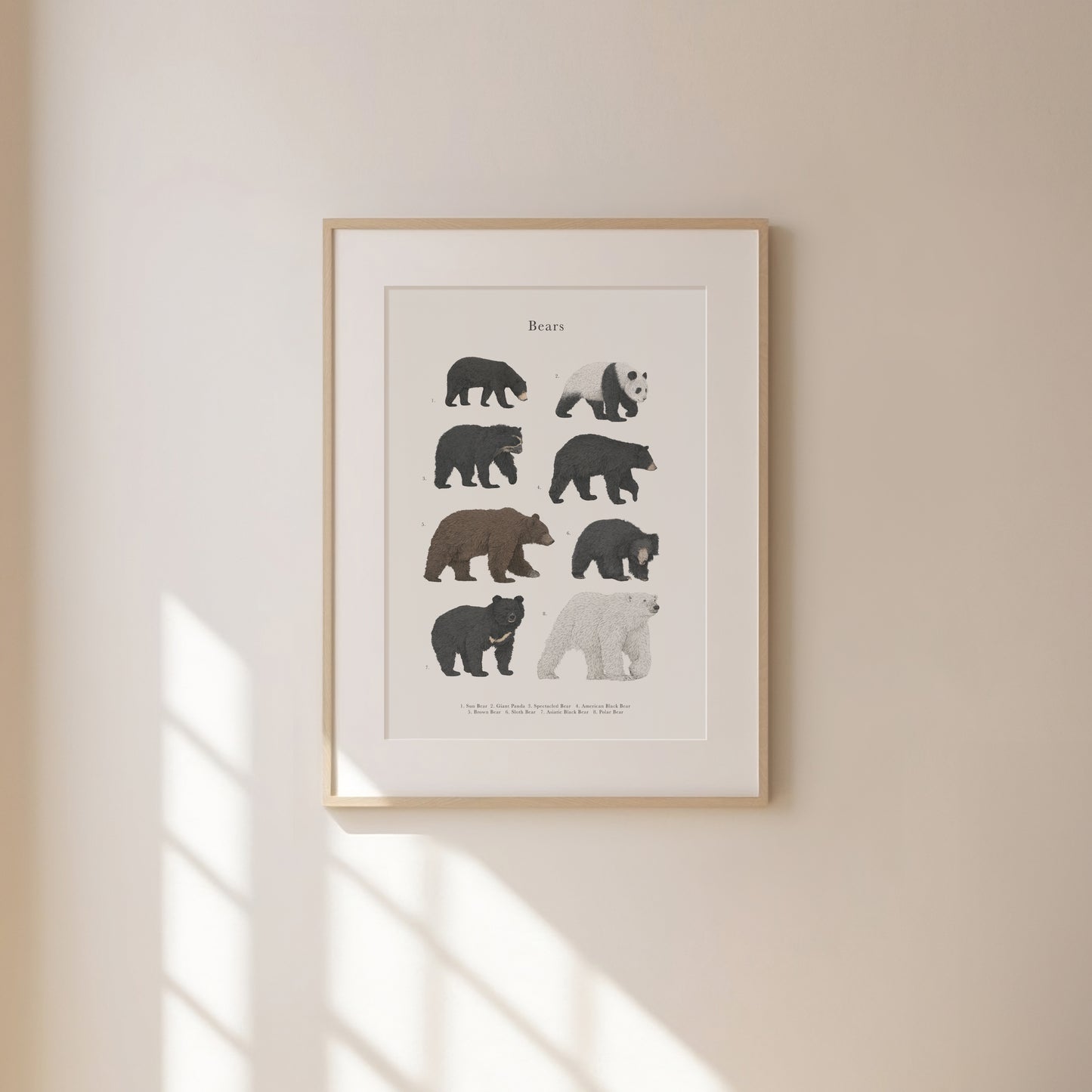 Bear Species Educational Print