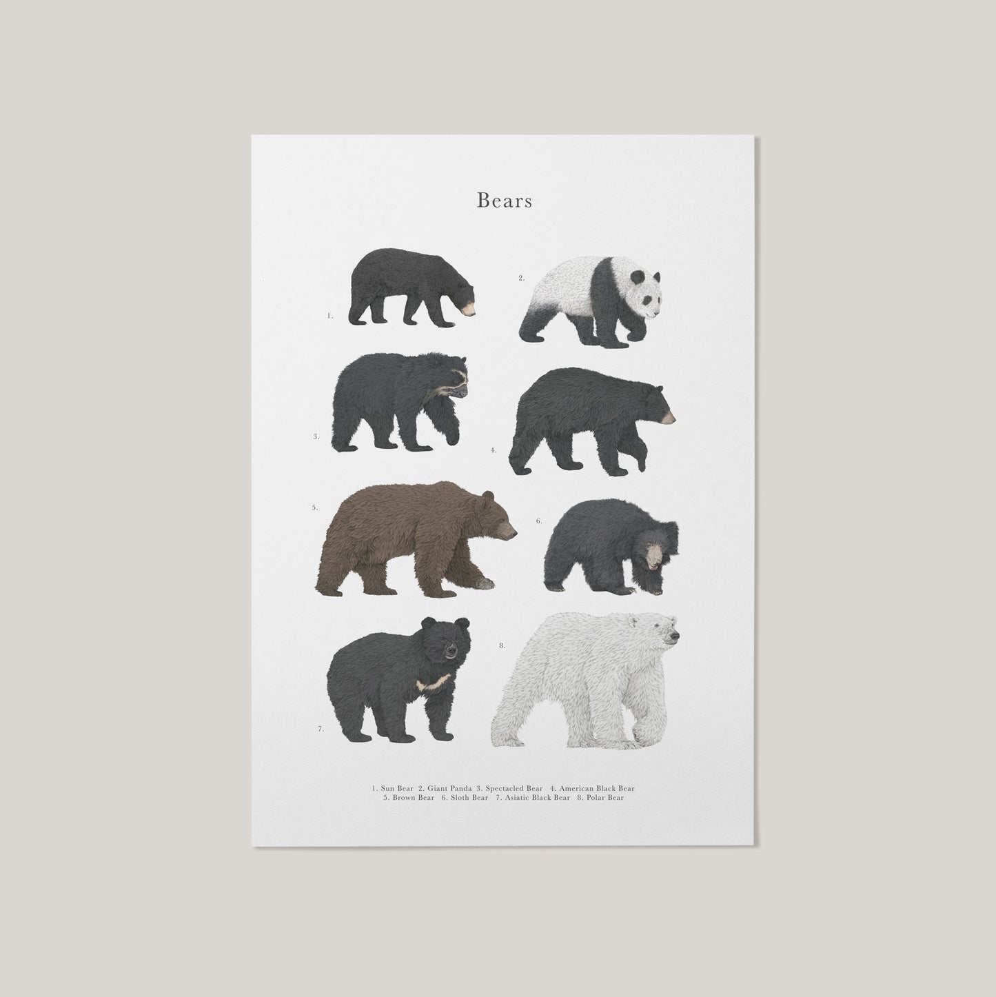 Bear Species Educational Print
