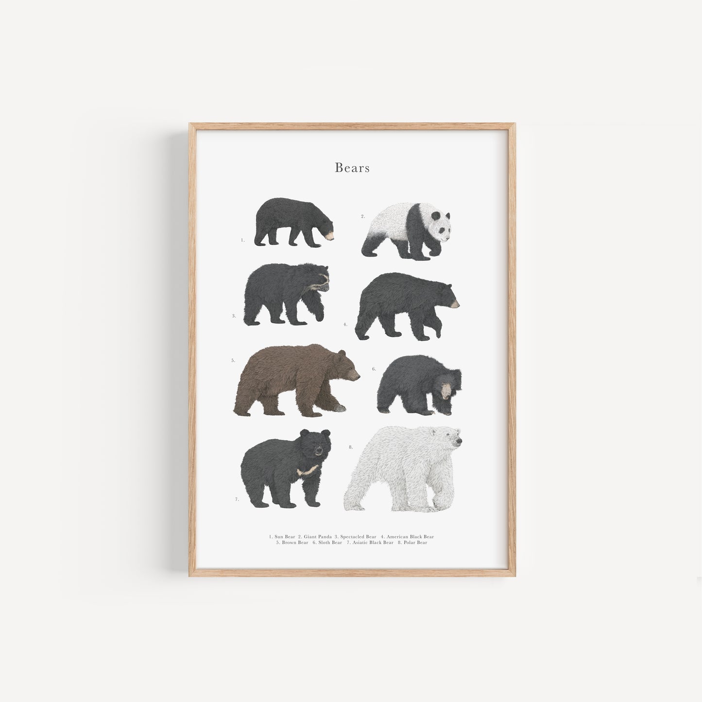 Bear Species Educational Print