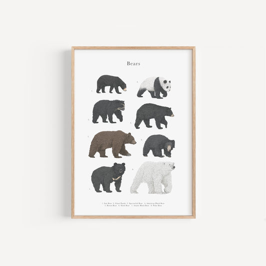 Bear Species Educational Print