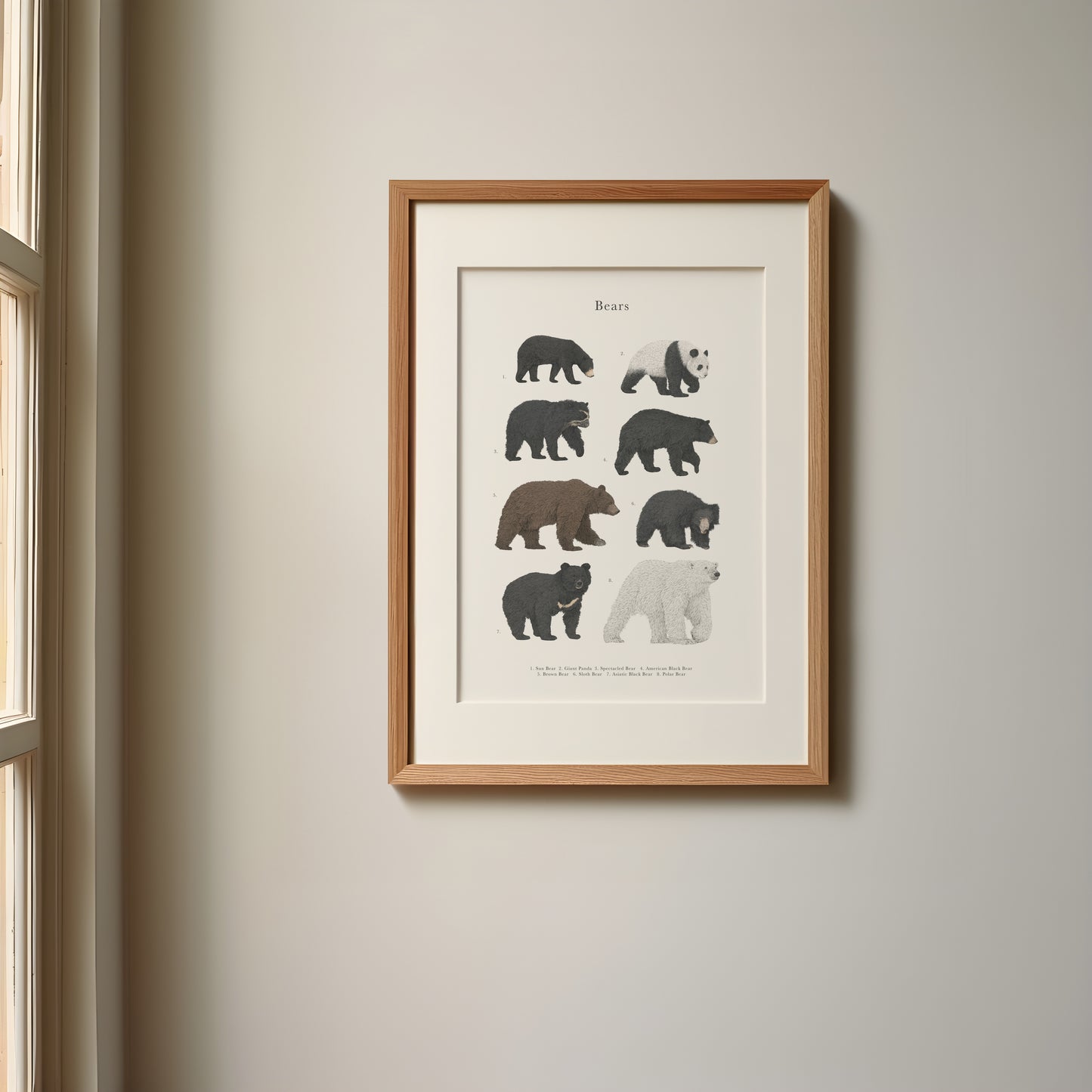 Bear Species Educational Print