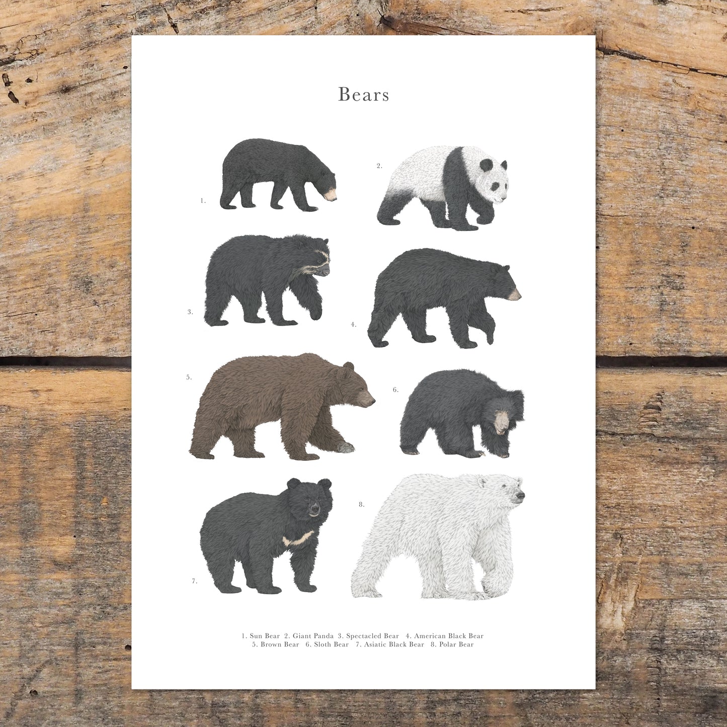 Bear Species Educational Print