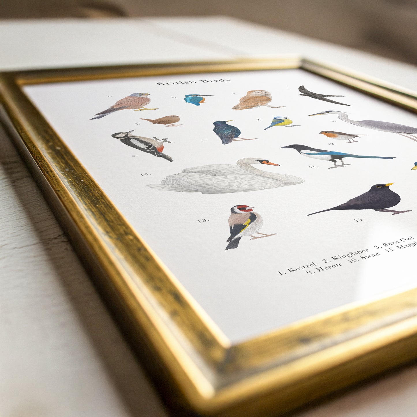 British Birds Species Educational Print