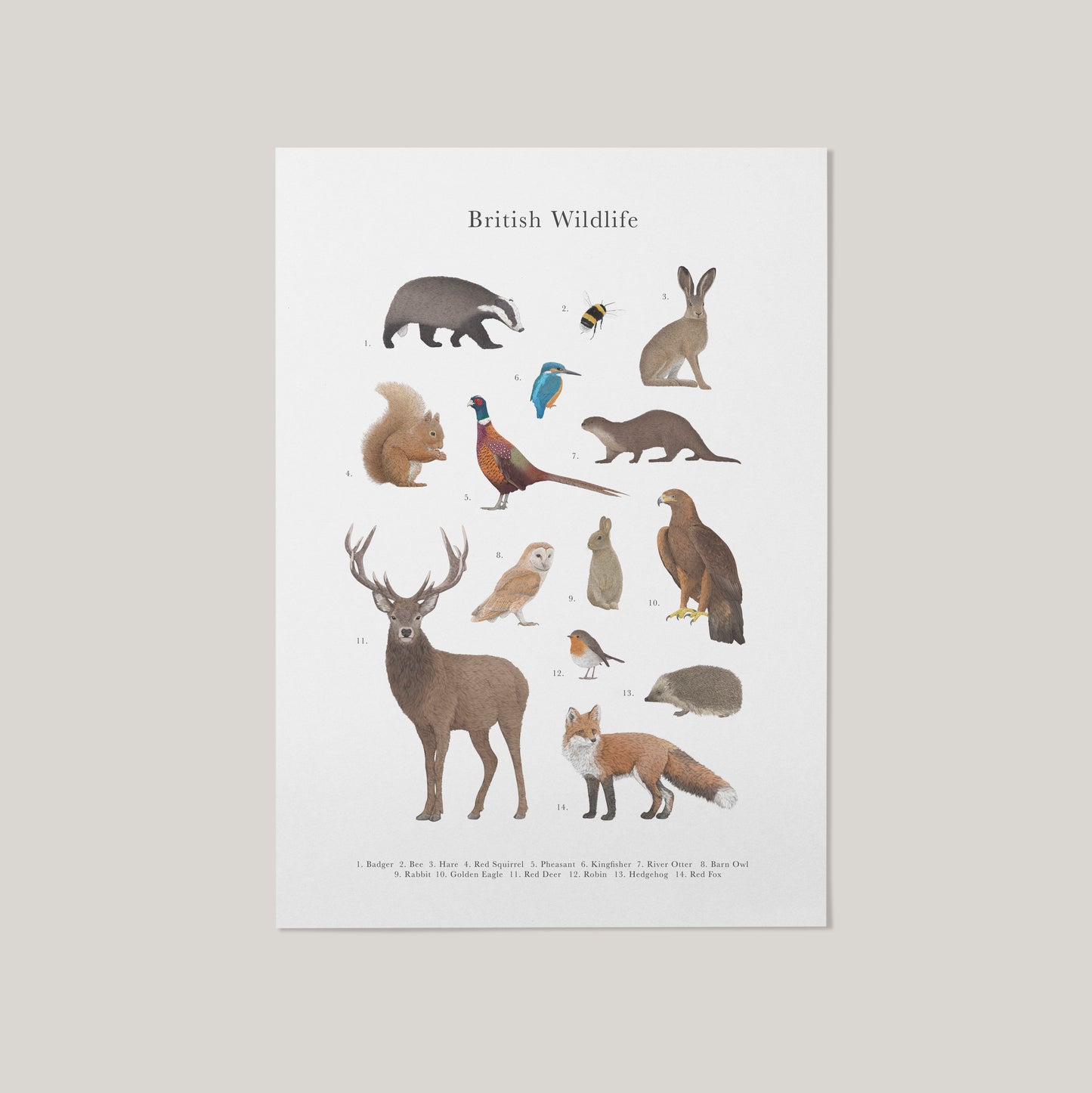 British Wildlife Species Educational Print