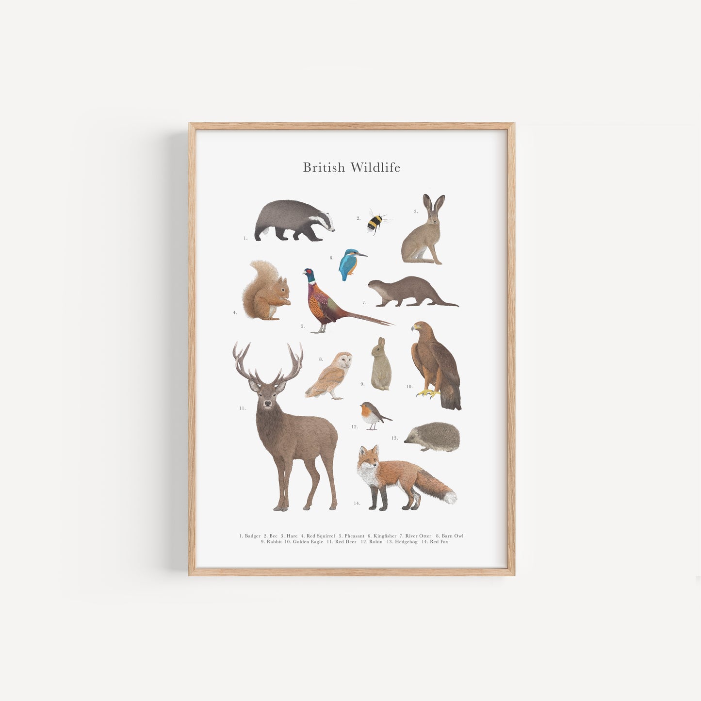 British Wildlife Species Educational Print