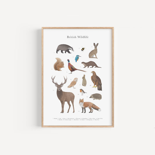 British Wildlife Species Educational Print