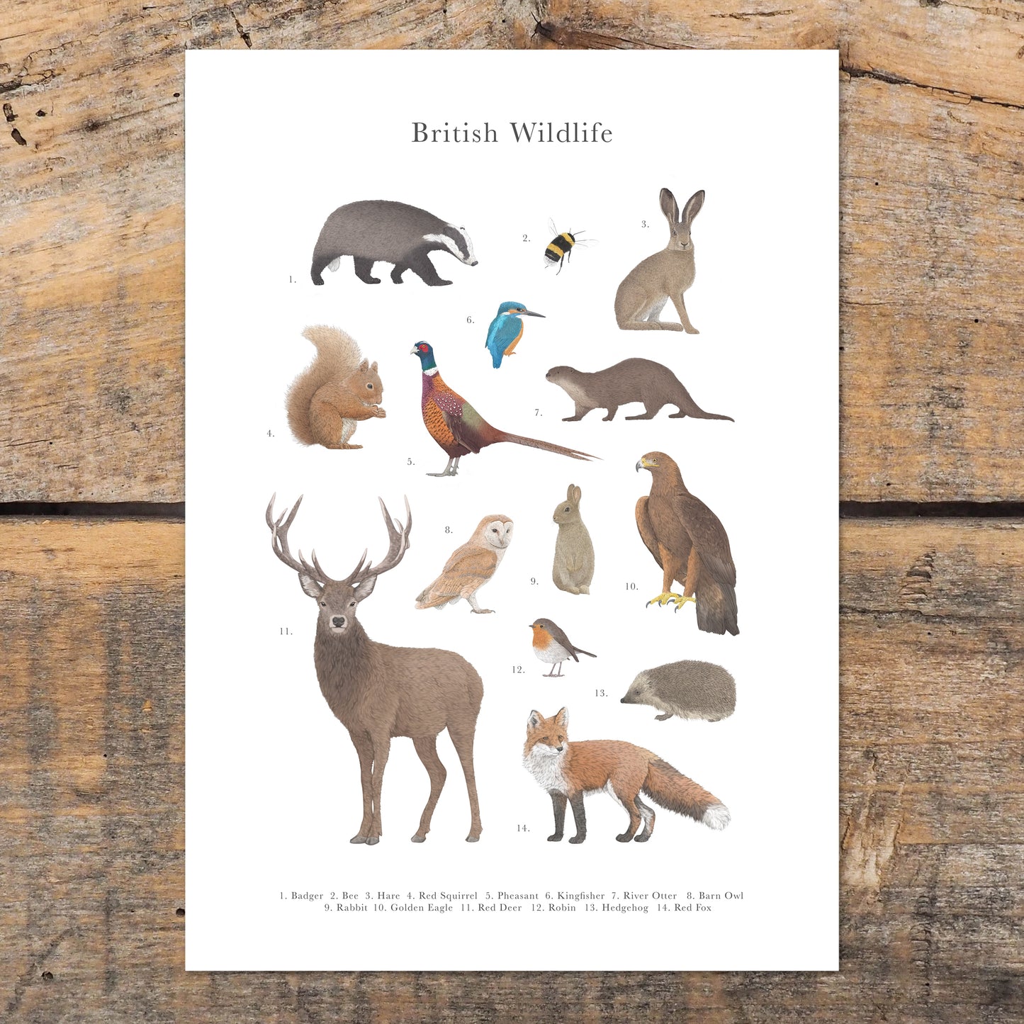 British Wildlife Species Educational Print