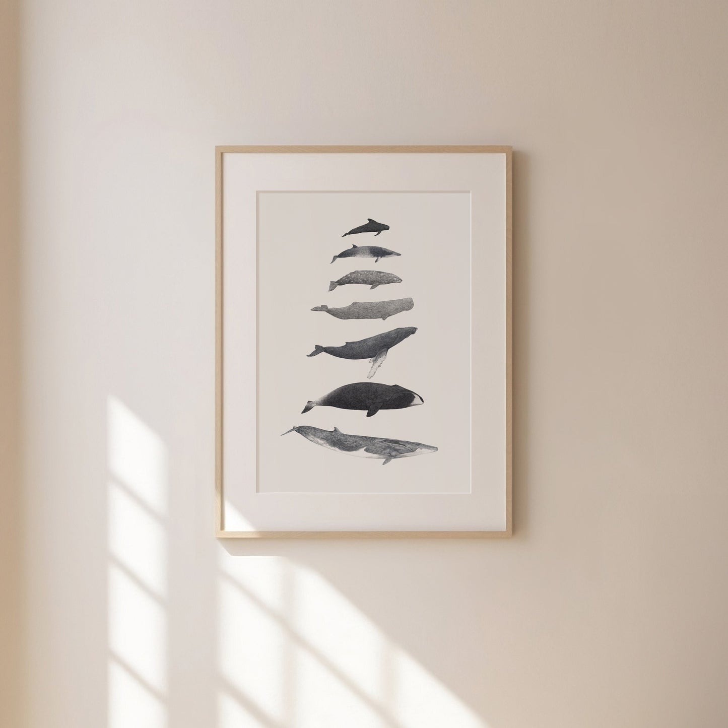 Whale Species Print