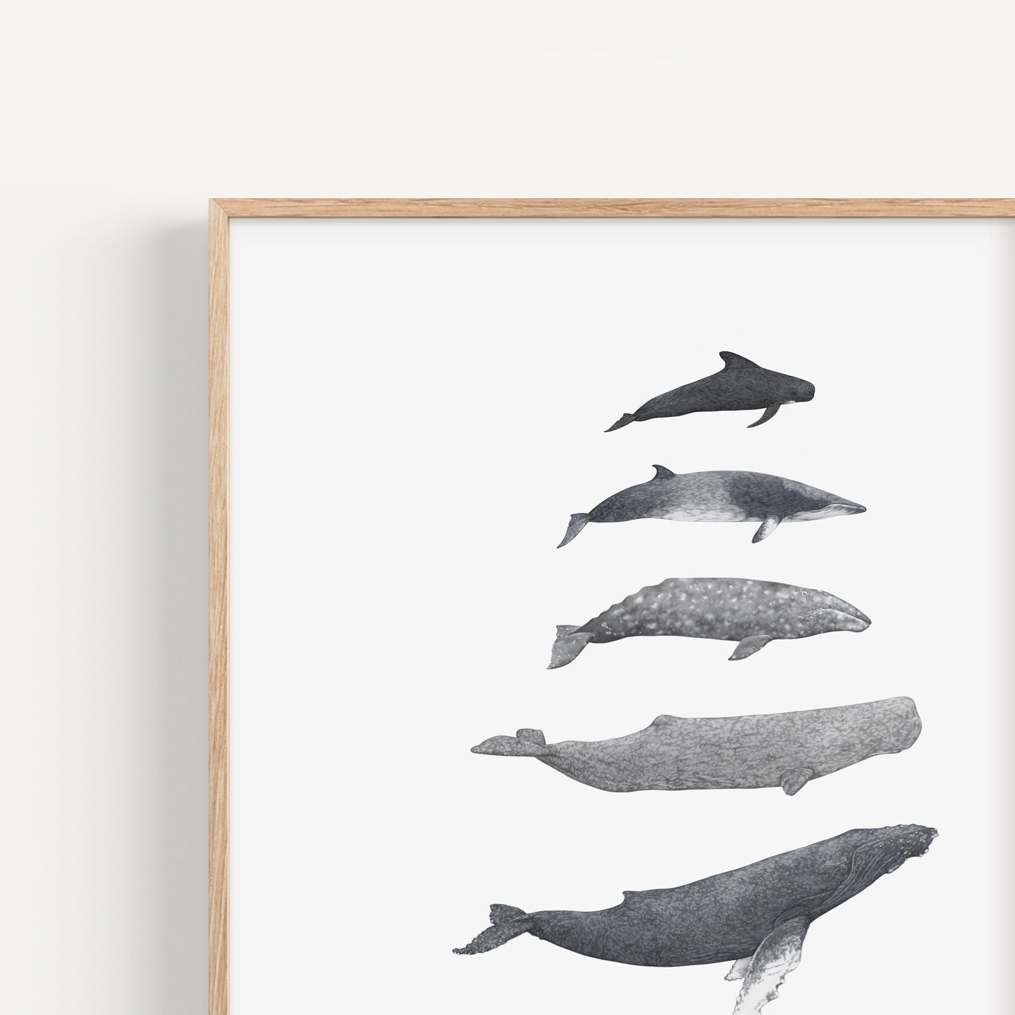 Whale Species Print