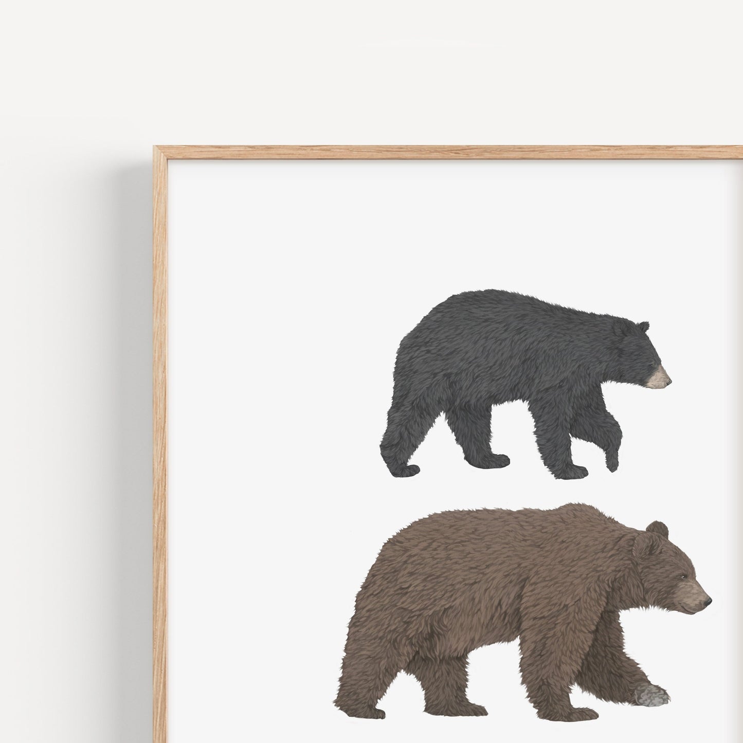 3 Bear Species Print
