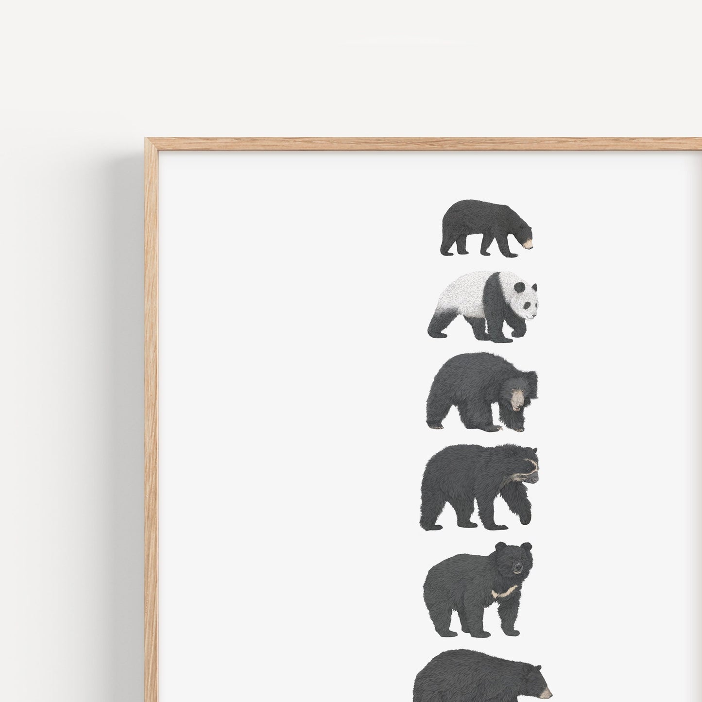 8 Bear Species Print