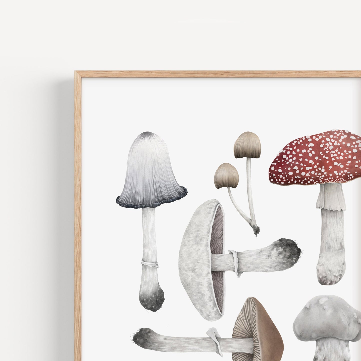 Mushroom Species Print