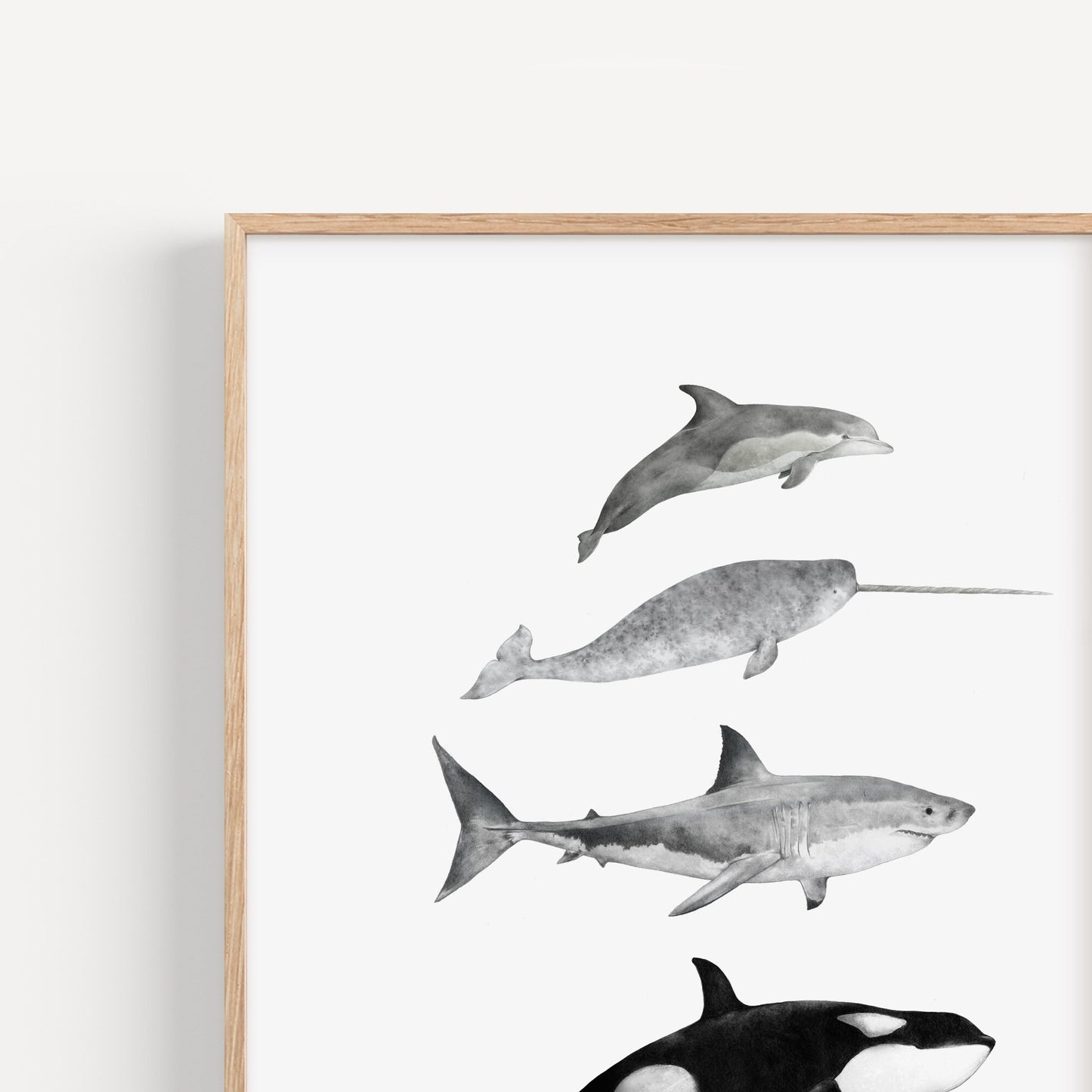 Sea Life Species Print