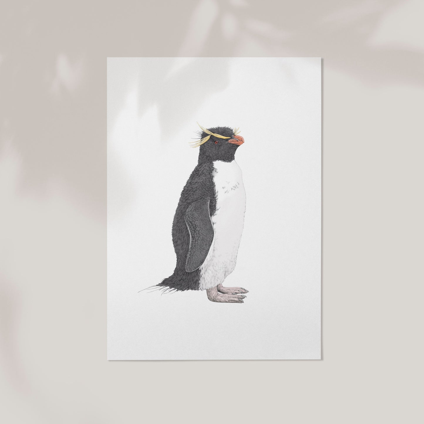 Rockhopper Penguin Print