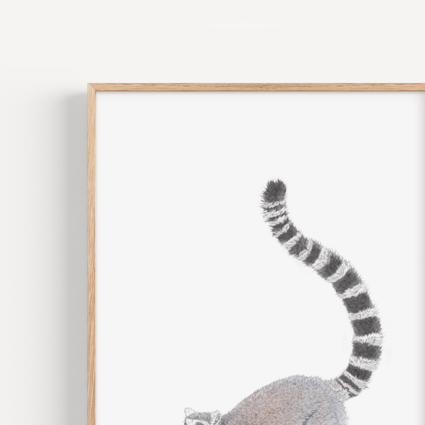Ring Tailed Lemur Print