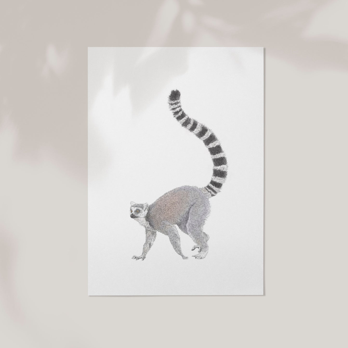 Ring Tailed Lemur Print