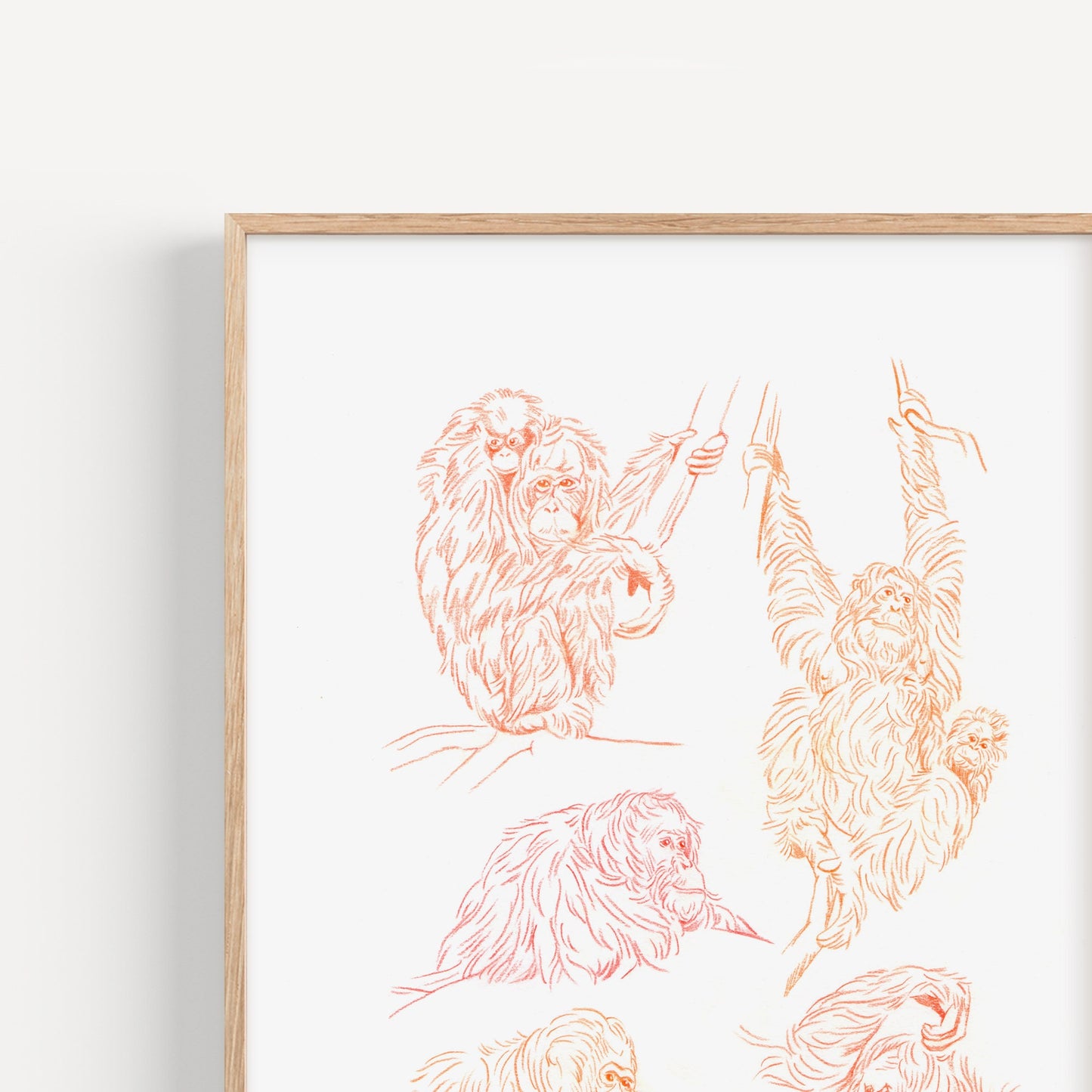 Orangutan Sketches Print
