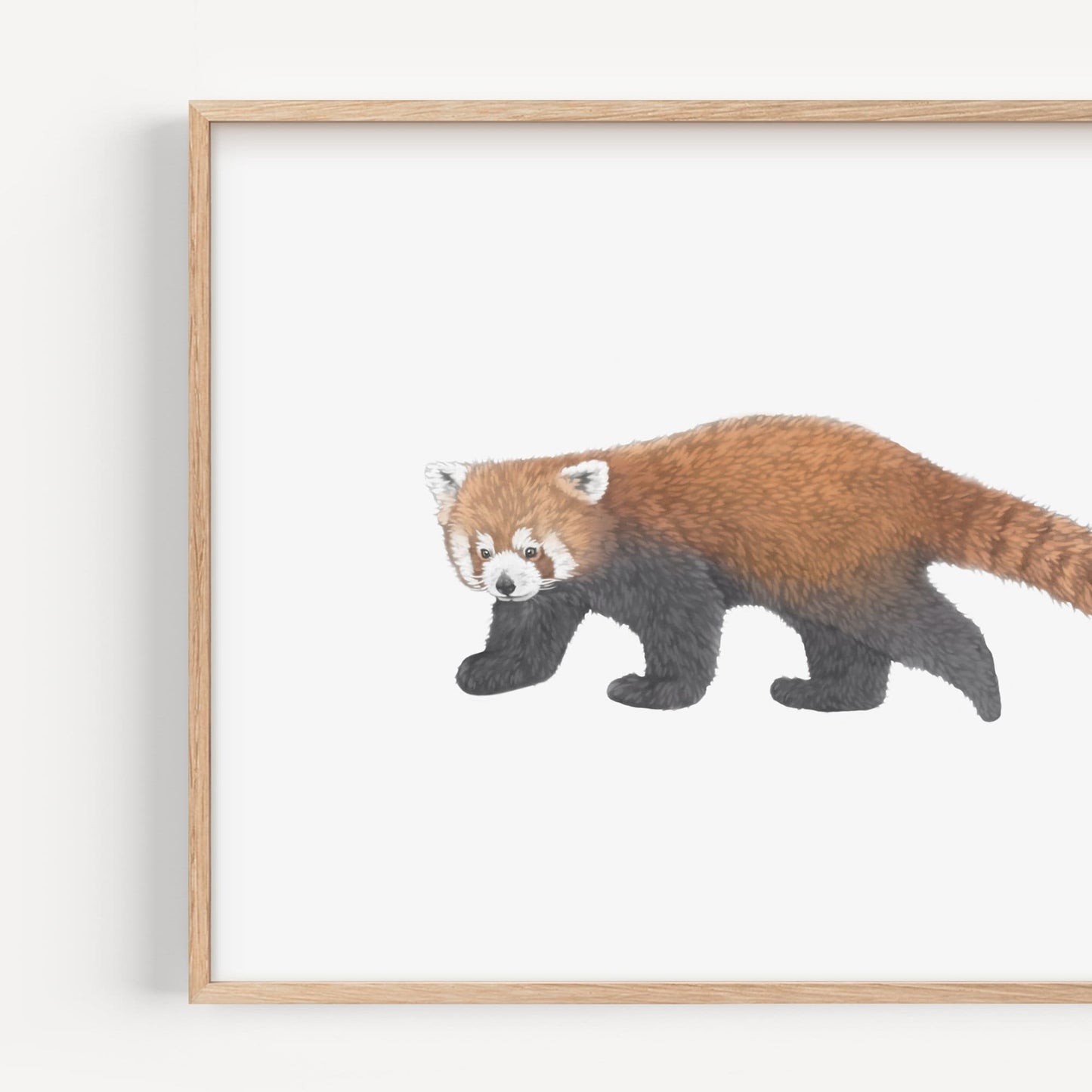 Red Panda Print