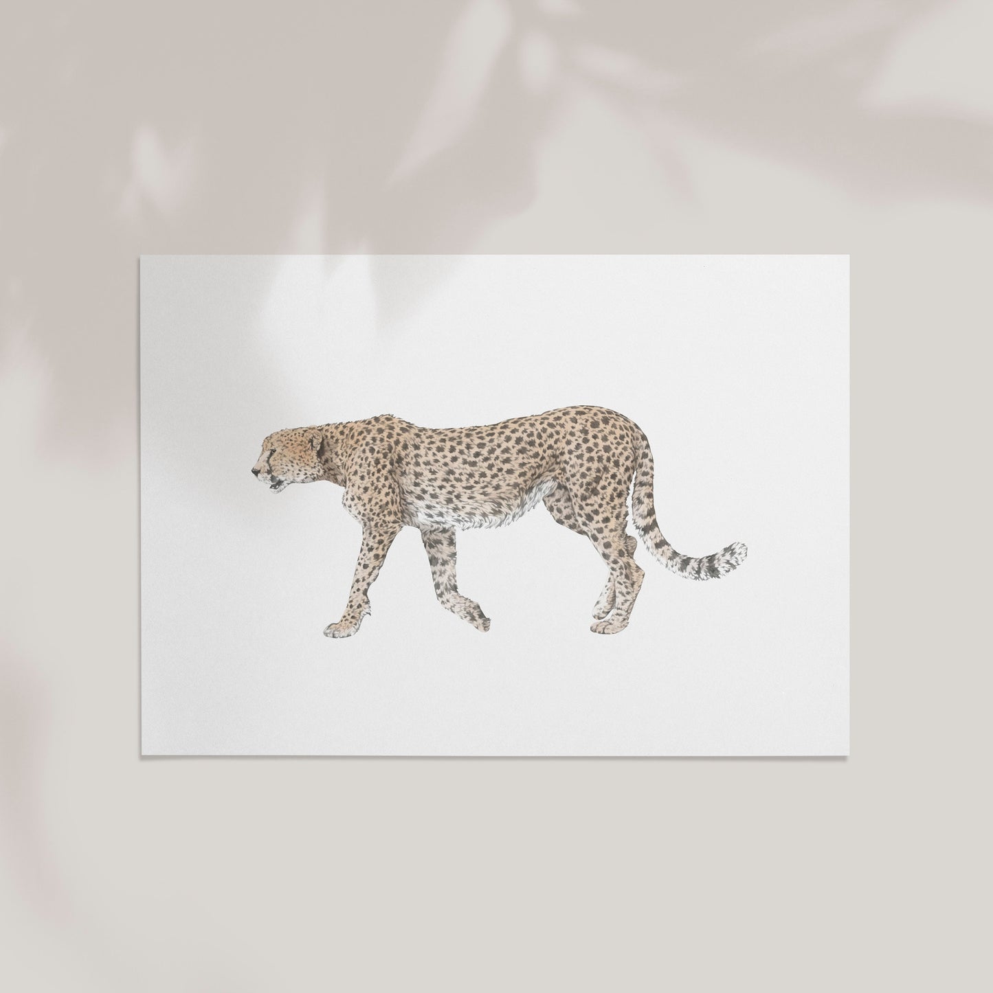 Cheetah Print