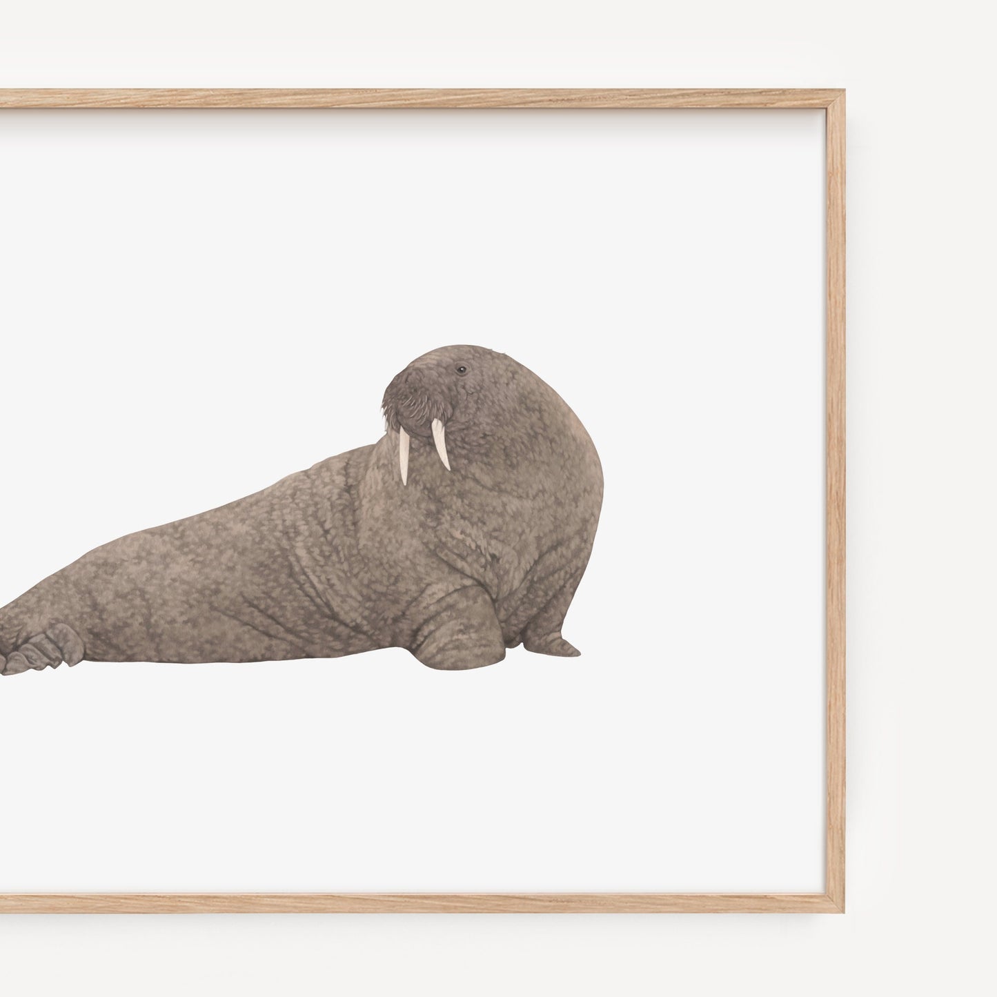 Walrus Print