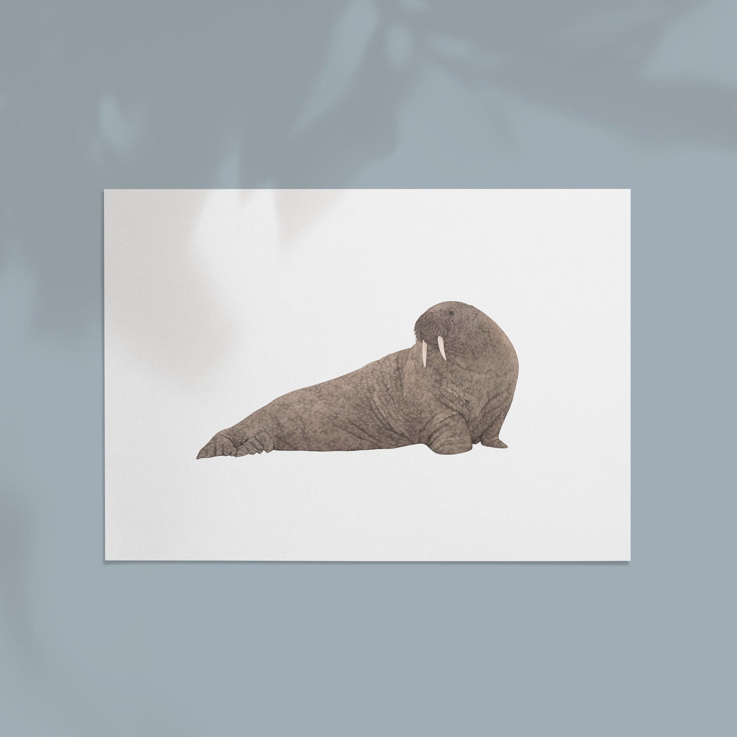 Walrus Print