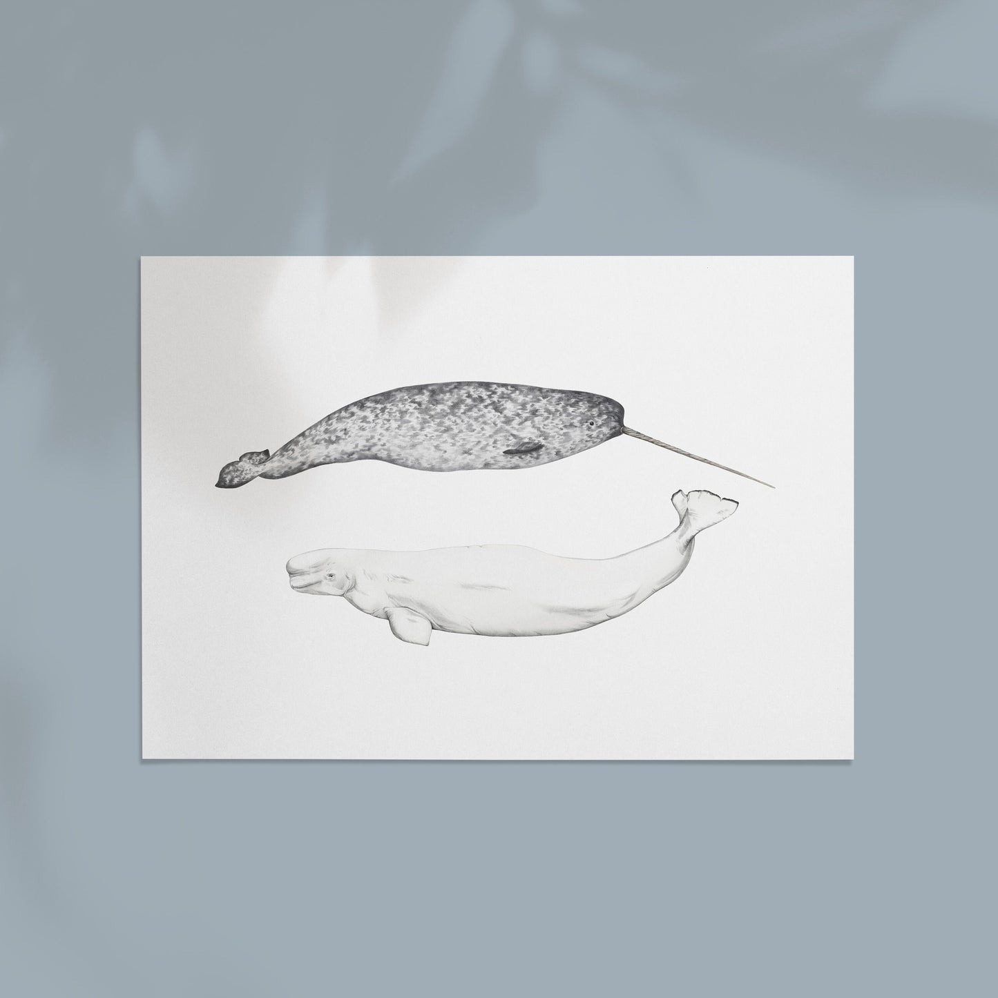 Narwhal and Beluga Whale Print