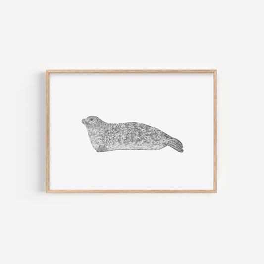 Ringed Seal Print