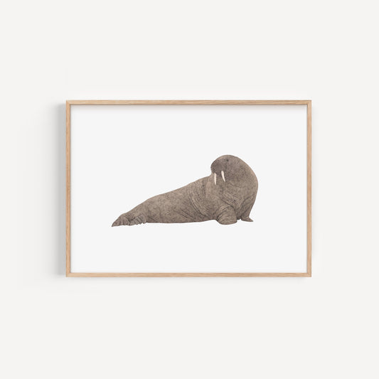 Walrus Print