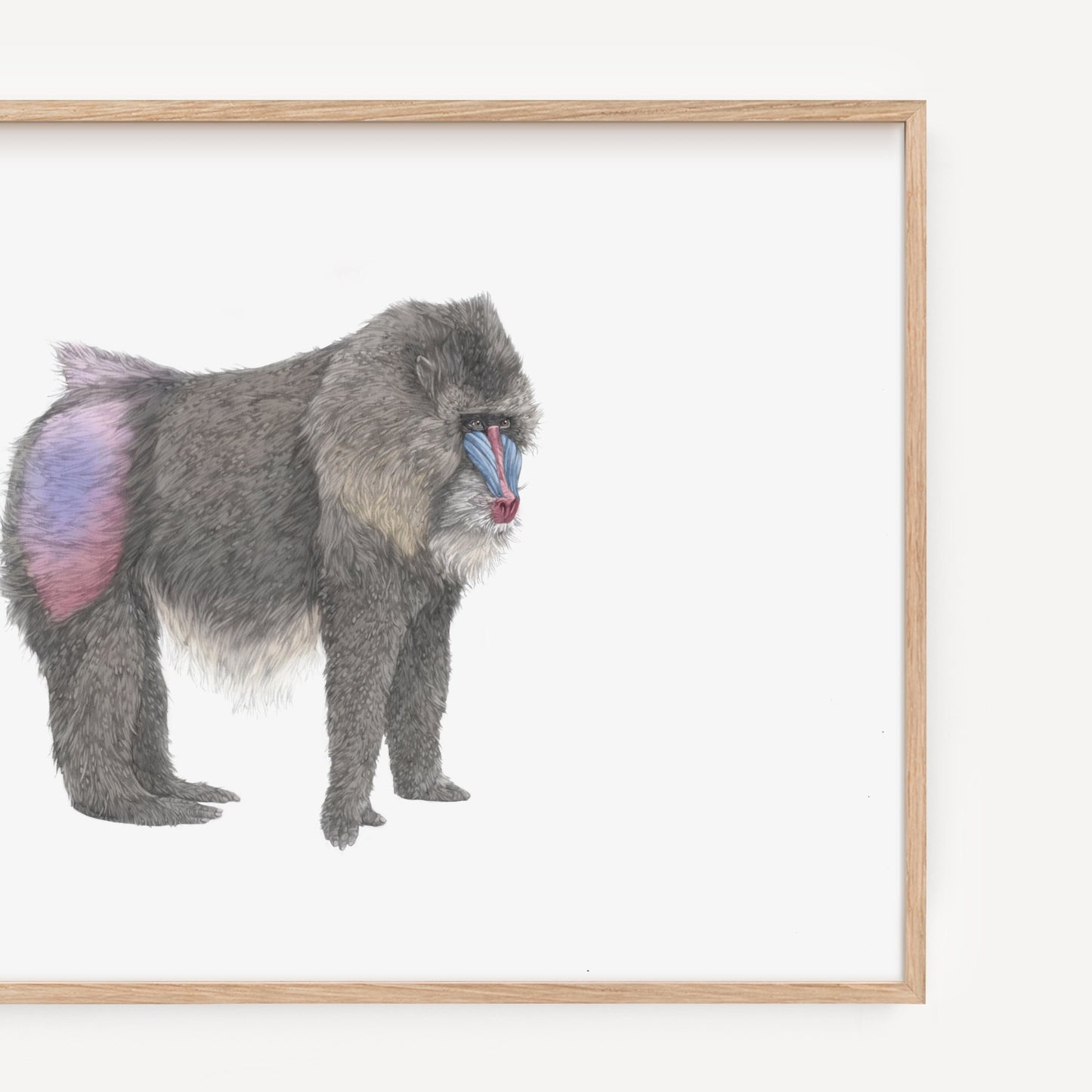 Mandrill Print