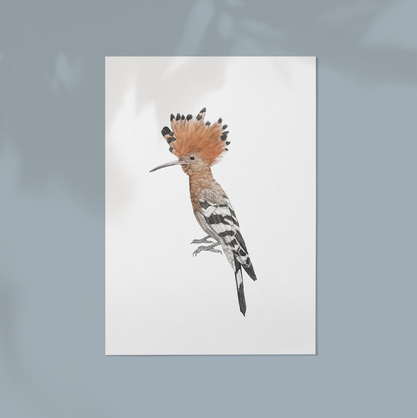 Hoopoe Print