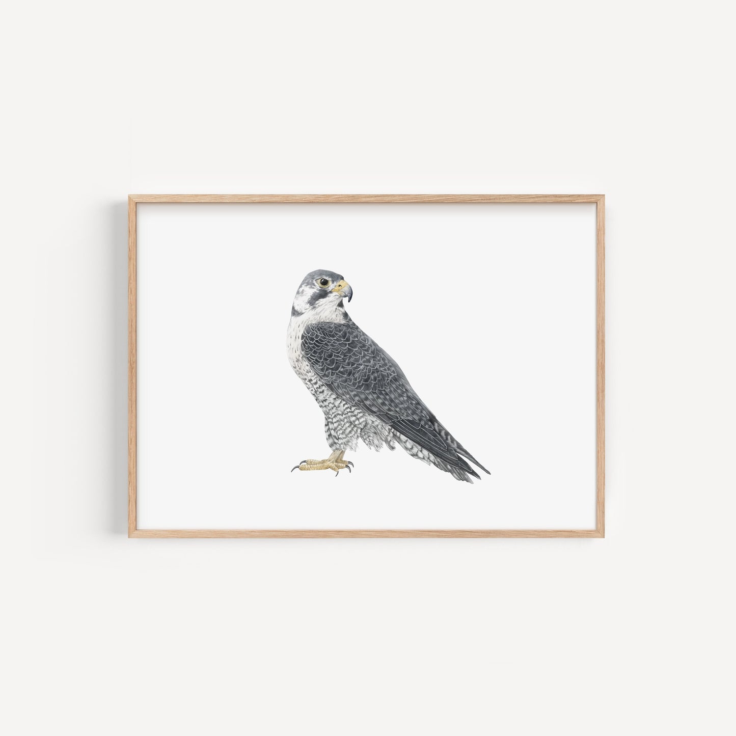Falcon Print