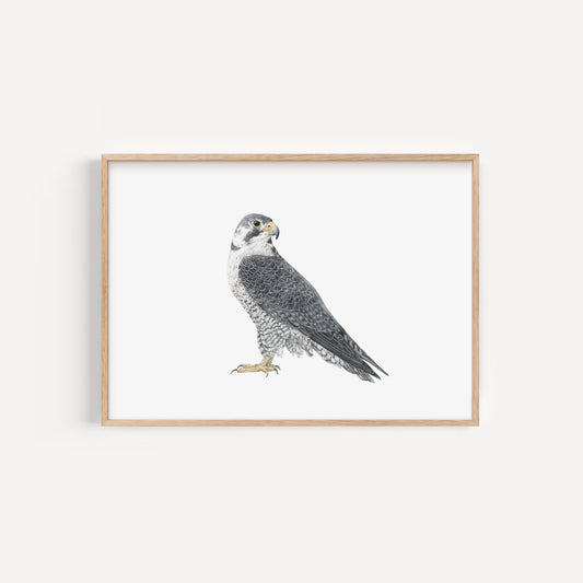 Falcon Print