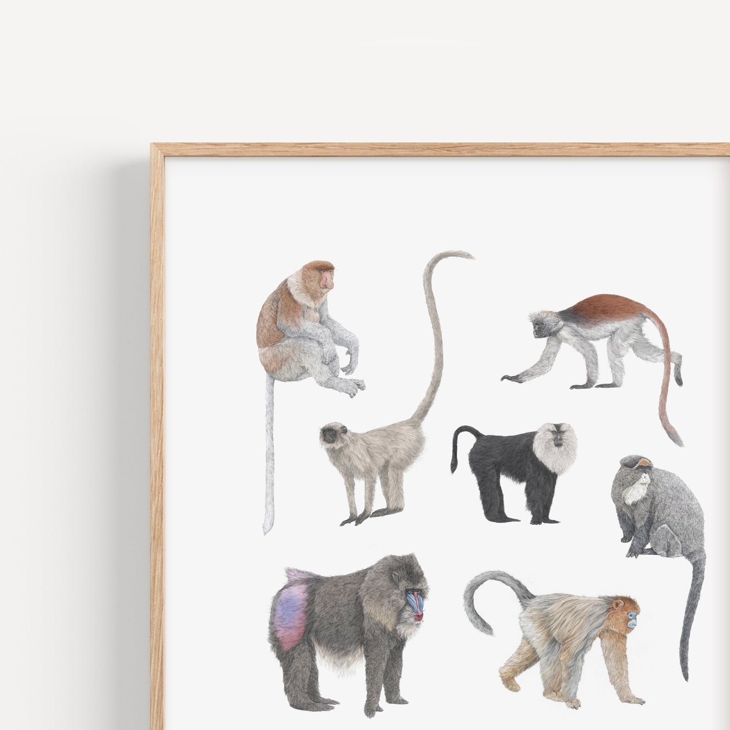 Monkey Species Square Print