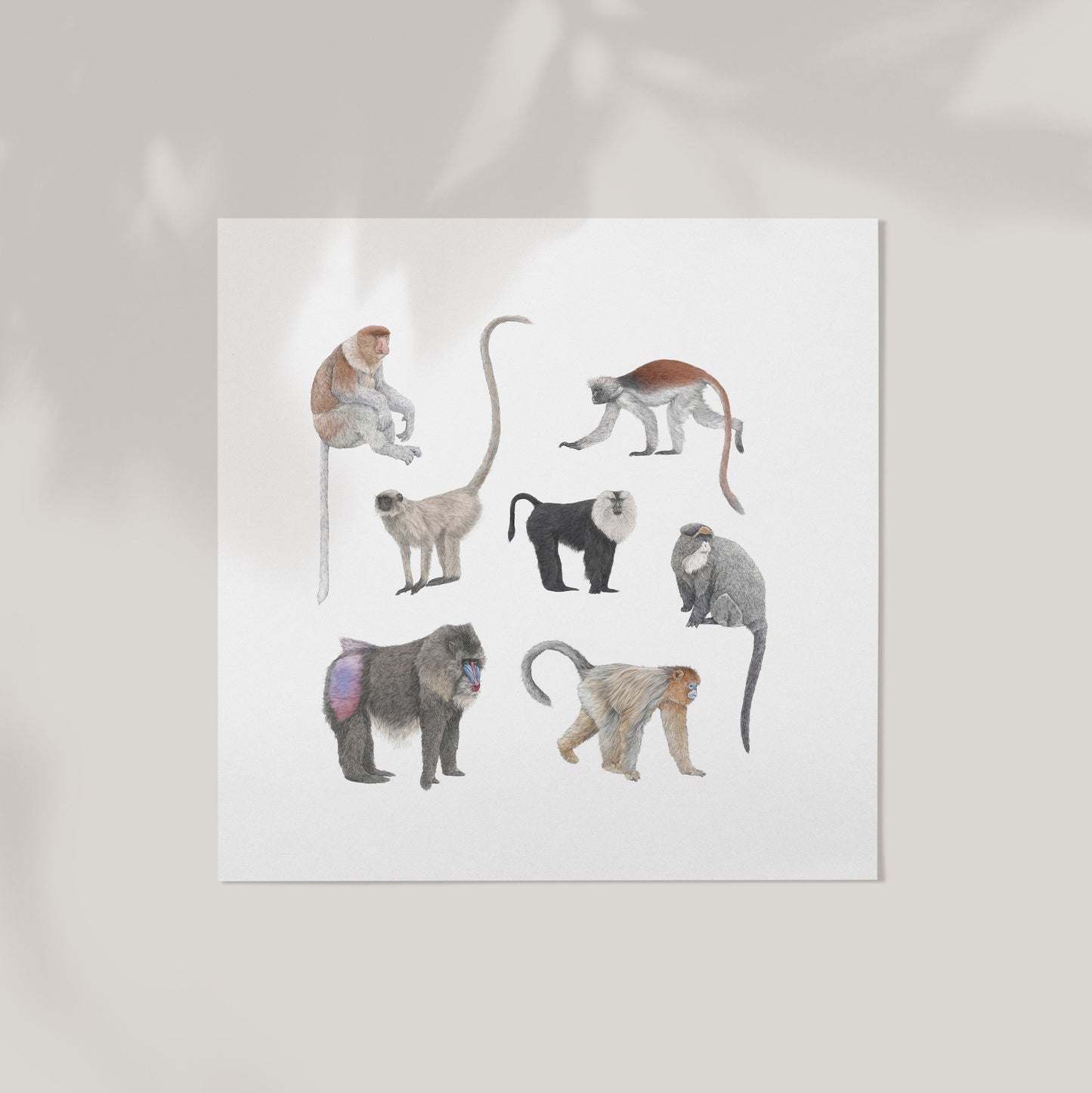 Monkey Species Square Print