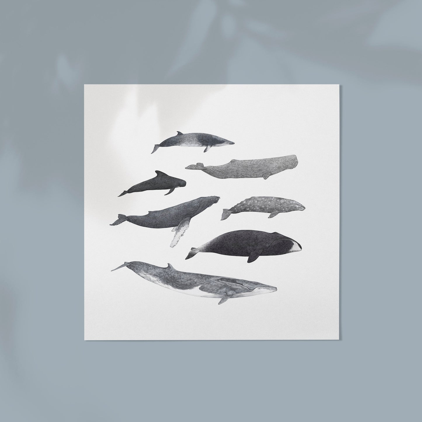 Whale Species Square Print