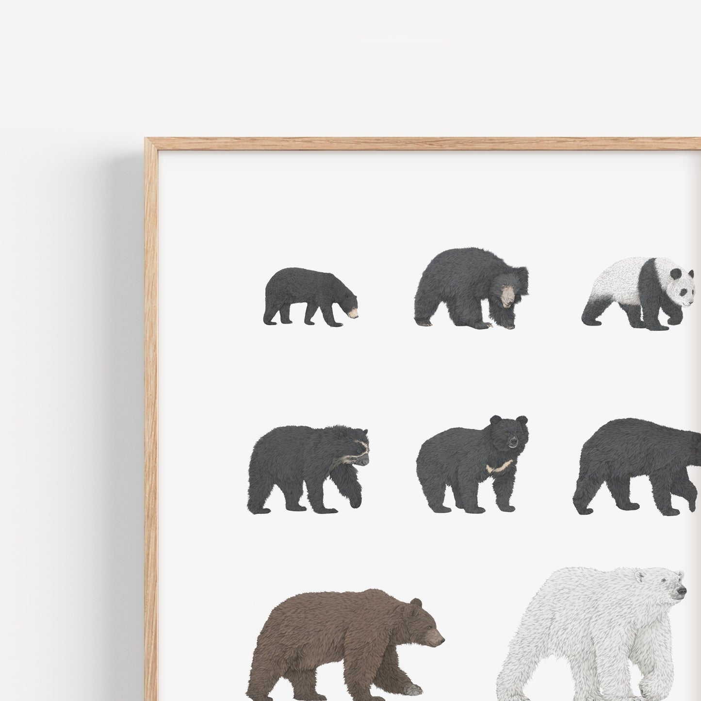 8 Bear Species Square Print