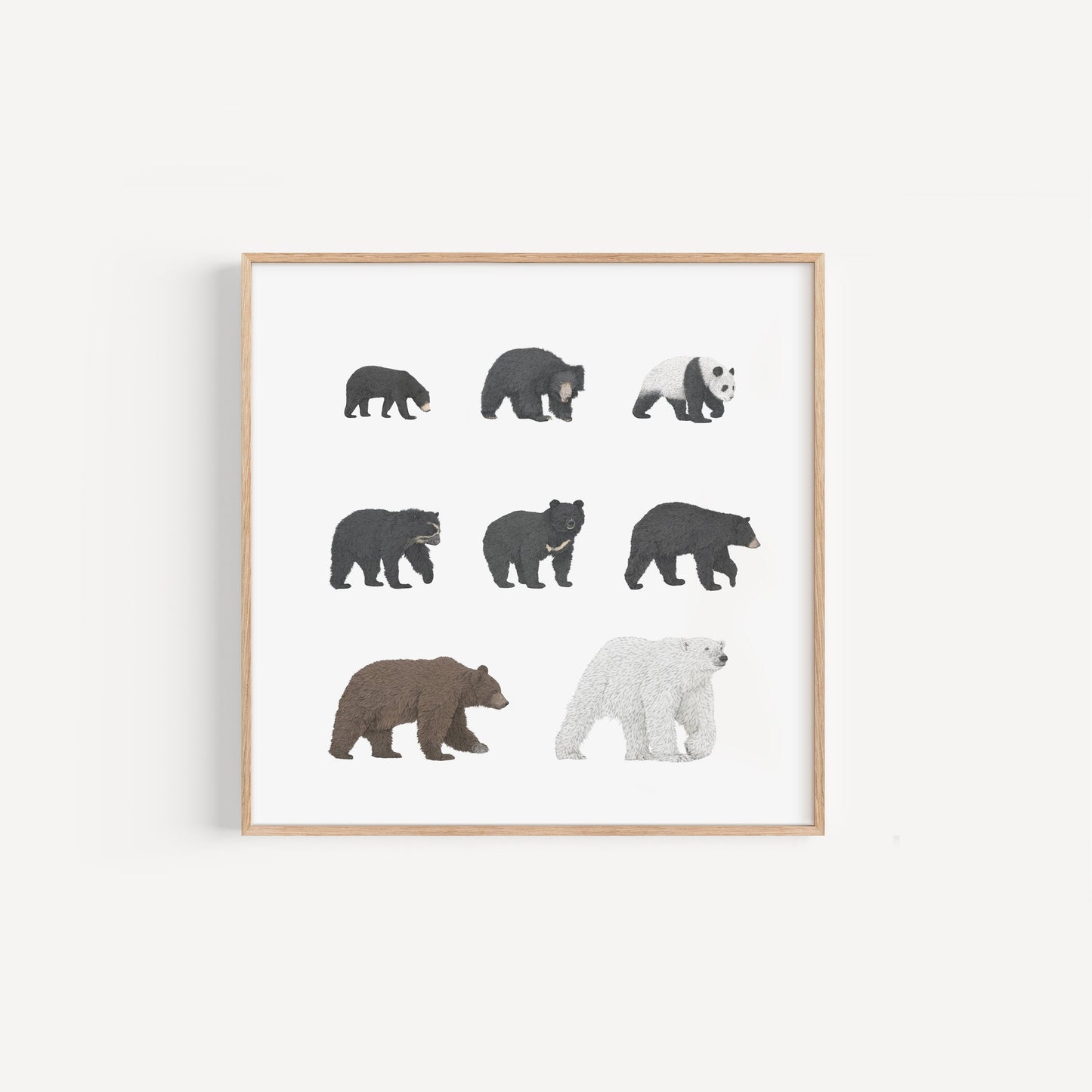 8 Bear Species Square Print