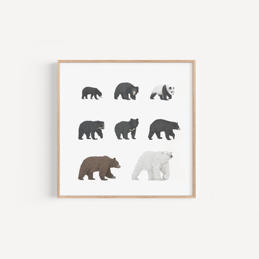 8 Bear Species Square Print